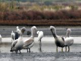 Skadar-Lake-pelican