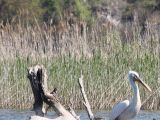 Skadar-Lake-pelicans